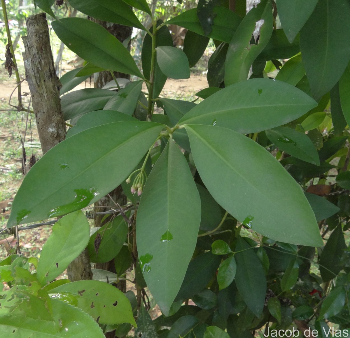 Ardisia willisii Mez